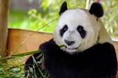Reuzenpanda Xing Ya_Ouwehand.jpg Reuzenpanda Xing Ya_Ouwehand.jpg