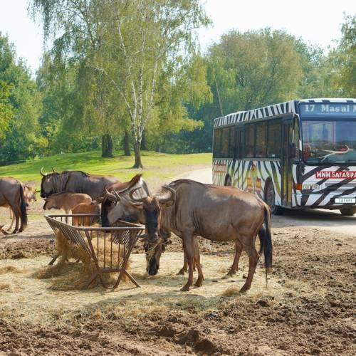 safaripark-beekse-bergen-bussafari
